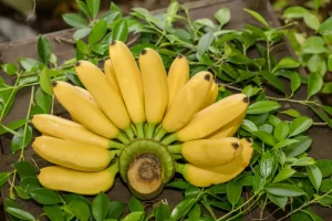 Welcome to Flavion India – Your Trusted Partner for Premium Banana Exports