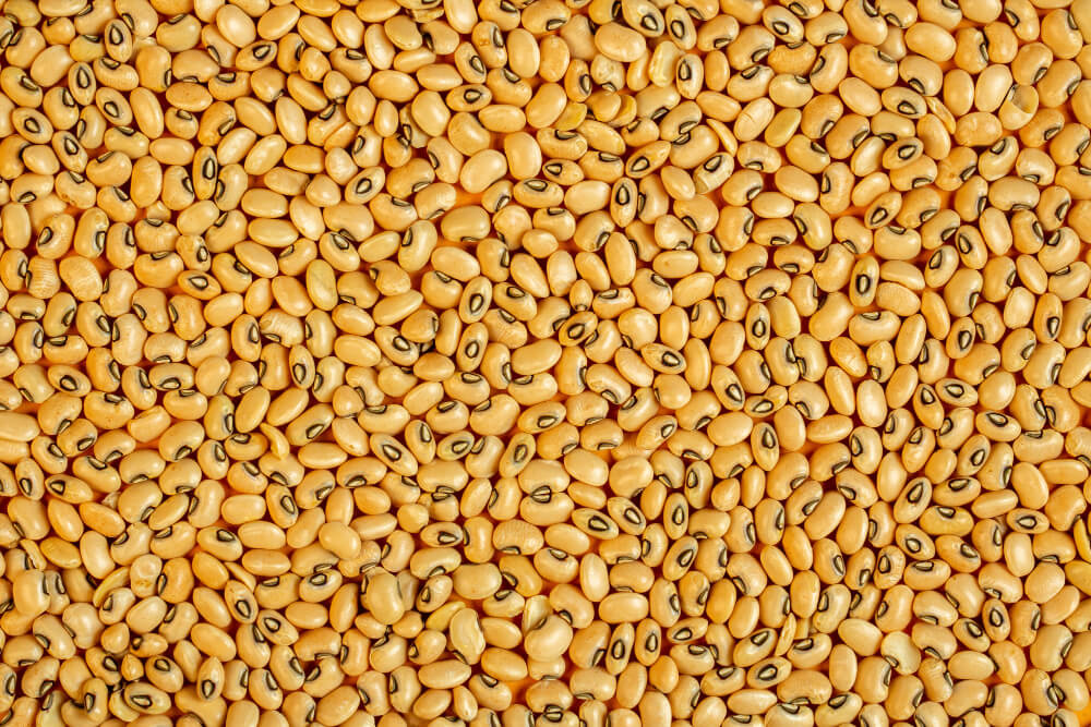 SoyaBean