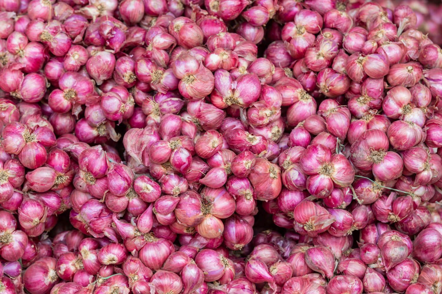 Fresh Garwa Onion