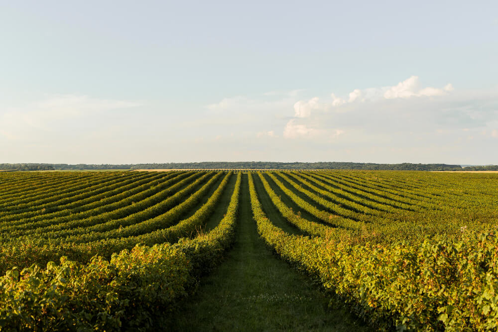 SoyaBean Farm