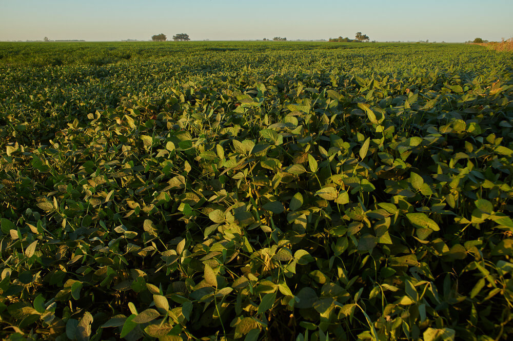 SoyaBean Farm