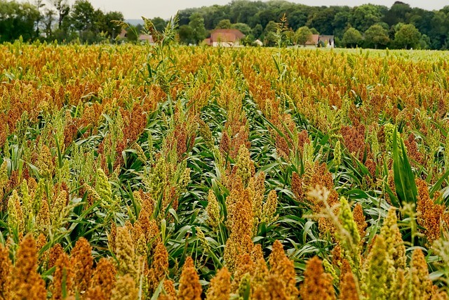 Jowar and Bajra